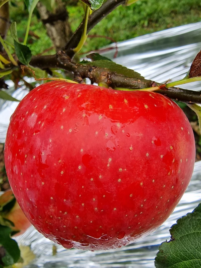 장터 상품 [홍로10kg=5만원(판매완료)] 썸네일