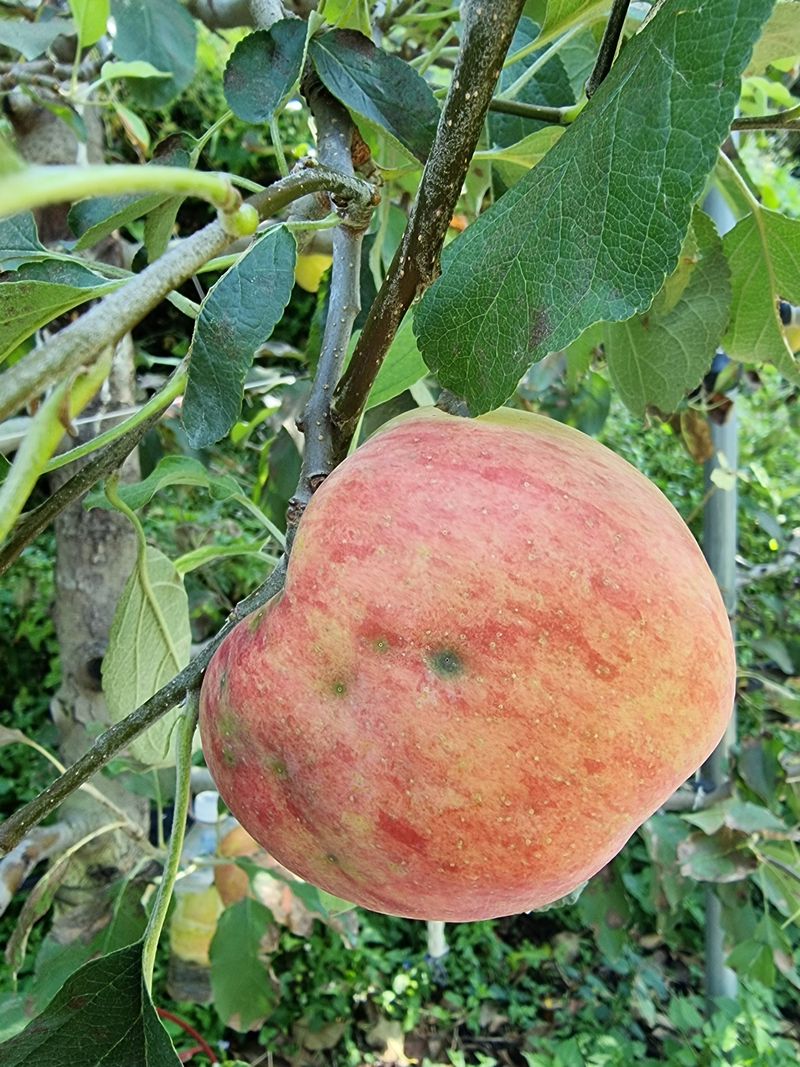 호랑이와인성이님의 장터 판매 상품 [홍로10kg=5만원(판매완료)] 첨부 사진