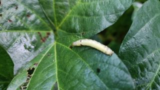 이춘식님의 콩 · 병해충상담 작성글 사진