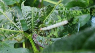 이춘식님의 콩 · 병해충상담 작성글 사진