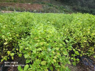 金鎭님의 들깨 · 자유게시판 작성글 사진