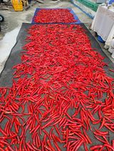 팜모닝 호박·자유게시판 게시글 이미지