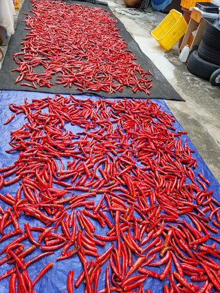 이기도님의 호박 · 자유게시판 작성글 사진