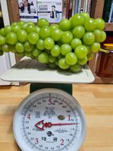 팜모닝 윷놀이 끝! 어떠셨나요?·참여글 게시글 이미지