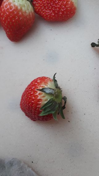 막걸리대왕님의 딸기 · 병해충상담 작성글 사진