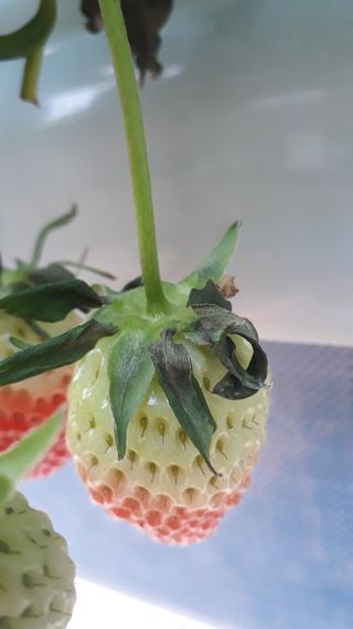 막걸리대왕님의 딸기 · 병해충상담 작성글 사진