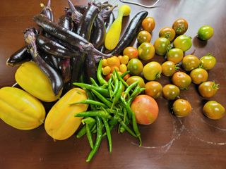 행복농장아다나님의 상추 · 자유게시판 작성글 사진