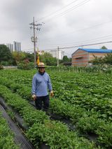 팜모닝 고구마·자유게시판 게시글 이미지