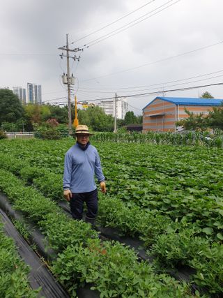 농사초보님의 고구마 · 자유게시판 작성글 사진