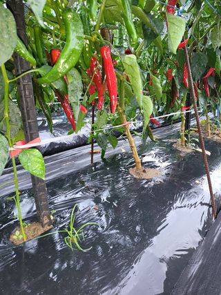 손오공왕님의 양배추 · 자유게시판 작성글 사진