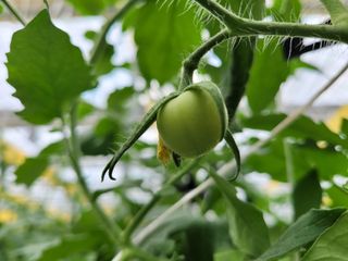 배명환님의 토마토 · 일상 작성글 사진