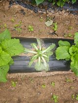 팜모닝 배추·병해충상담 게시글 이미지