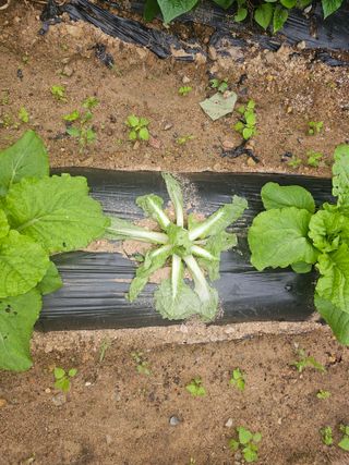 게으른촌놈님의 배추 · 병해충상담 작성글 사진