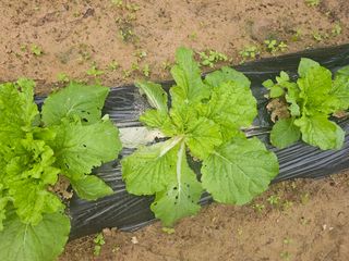 게으른촌놈님의 배추 · 병해충상담 작성글 사진