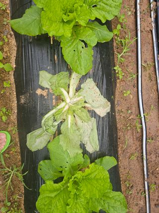 게으른촌놈님의 배추 · 병해충상담 작성글 사진