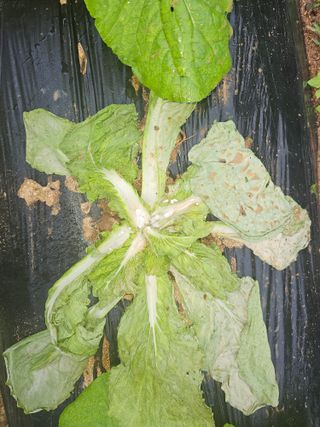 게으른촌놈님의 배추 · 병해충상담 작성글 사진