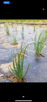 팜모닝 기타작물·병해충상담 게시글 이미지