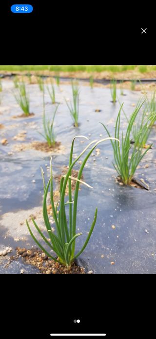 김영지님의 기타작물 · 병해충상담 작성글 사진
