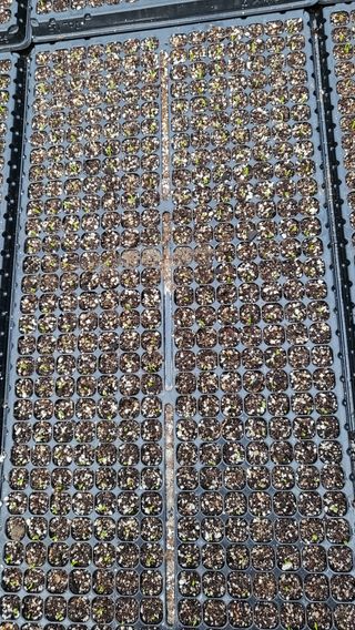 김귀태님의 윷놀이 끝! 어떠셨나요? · 참여글 작성글 사진