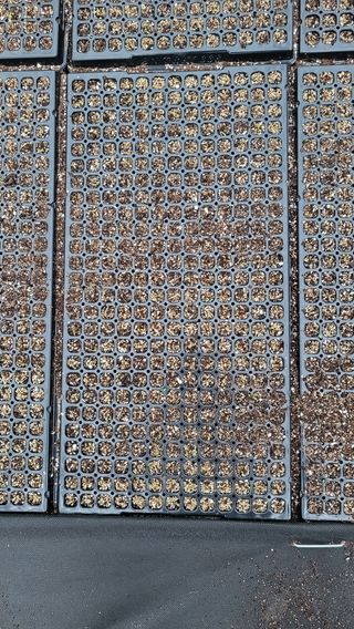 김귀태님의 윷놀이 끝! 어떠셨나요? · 참여글 작성글 사진