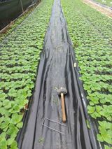 팜모닝 들깨·영농일지 게시글 이미지