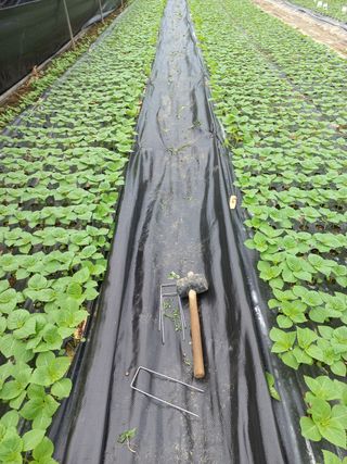 박영호님의 들깨 · 영농일지 작성글 사진