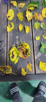 팜모닝 사과·병해충상담 게시글 이미지