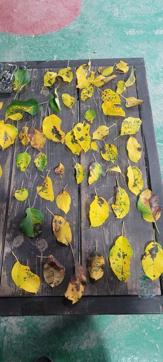 원농흥풍님의 사과 · 병해충상담 작성글 사진