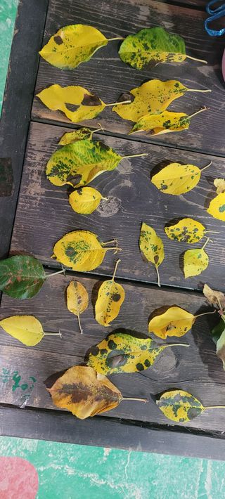 원농흥풍님의 사과 · 병해충상담 작성글 사진