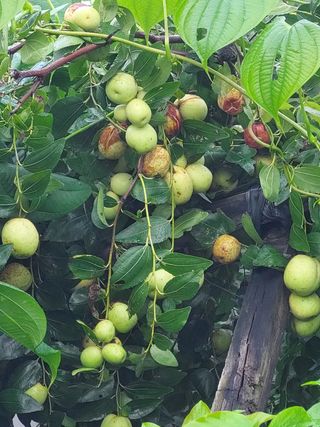 무형교회목사 안영진님의 윷놀이 끝! 어떠셨나요? · 참여글 작성글 사진