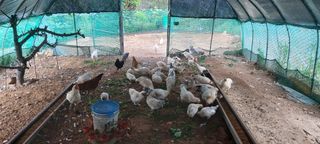 정연찬영파더님의 두릅 · 일상 작성글 사진