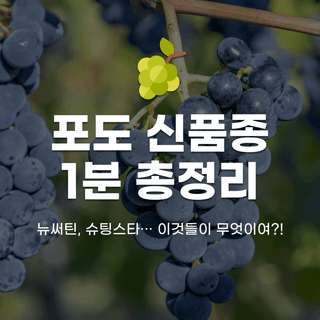 팜모닝님의 포도 · 자유게시판 작성글 사진