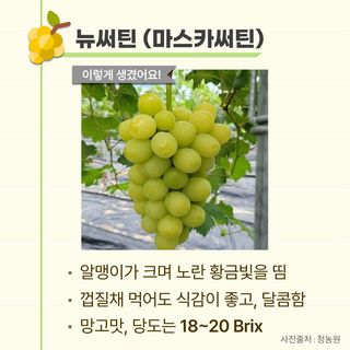 팜모닝님의 포도 · 자유게시판 작성글 사진