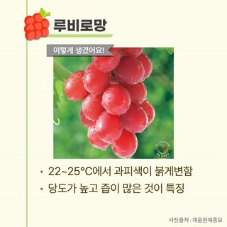 팜모닝님의 포도 · 자유게시판 작성글 사진