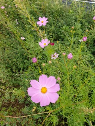 노병배님의 윷놀이 끝! 어떠셨나요? · 참여글 작성글 사진