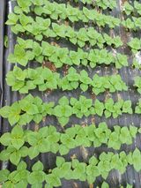 팜모닝 들깨·자유게시판 게시글 이미지