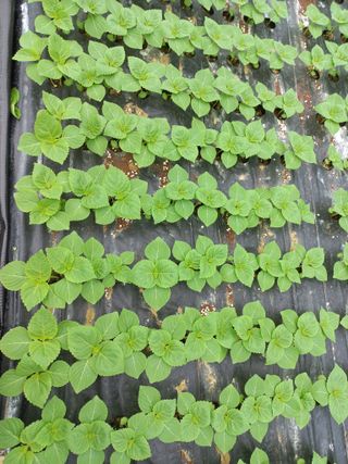 박영호님의 들깨 · 자유게시판 작성글 사진