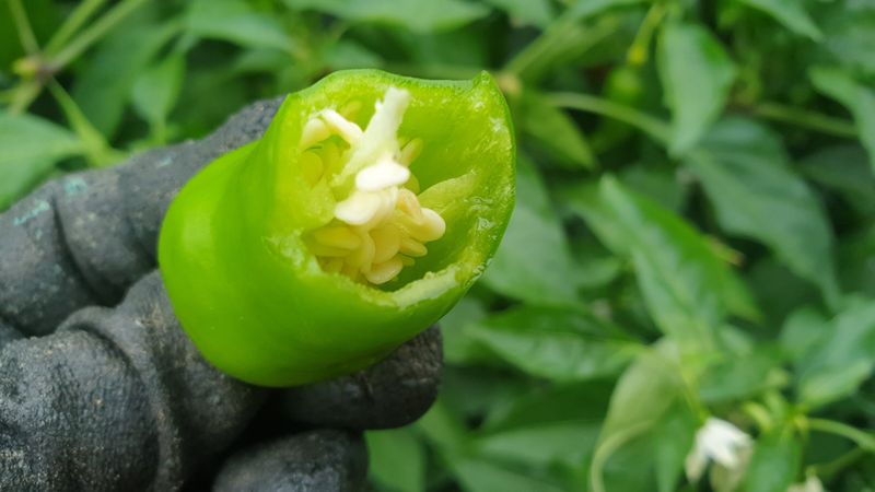 농부아내님의 장터 판매 상품 [서리 내리기 전 풋고추 3kg] 첨부 사진