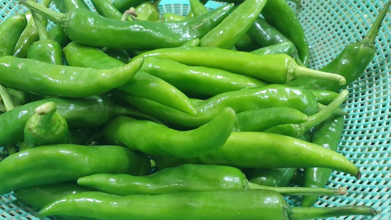 농부아내님의 장터 판매 상품 [서리 내리기 전 풋고추 3kg] 첨부 사진