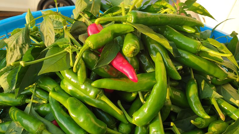 농부아내님의 장터 판매 상품 [서리 내리기 전 풋고추 3kg] 첨부 사진