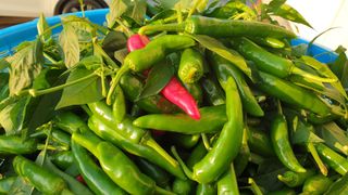 농부아내님의 작성글 사진