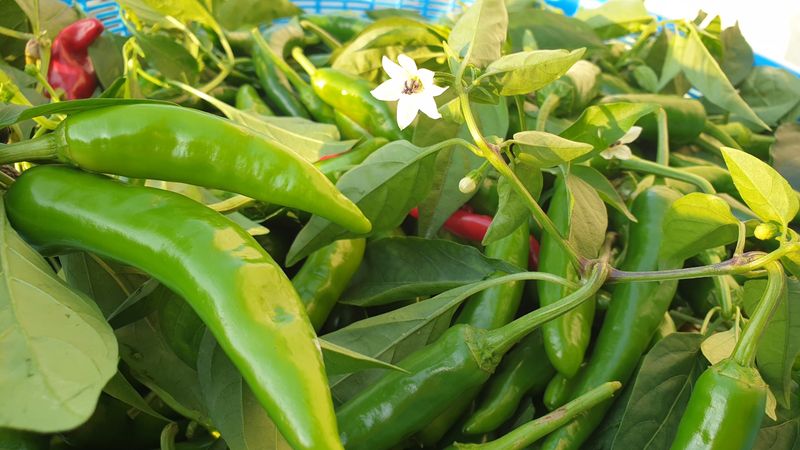 농부아내님의 장터 판매 상품 [서리 내리기 전 풋고추 3kg] 첨부 사진