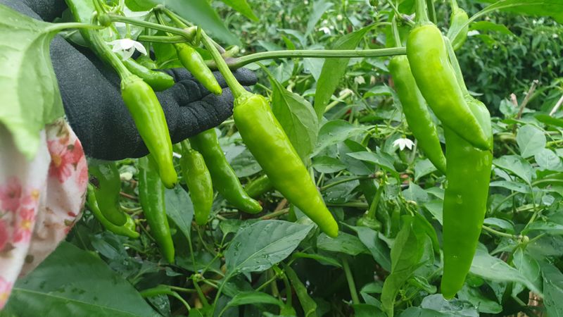 농부아내님의 장터 판매 상품 [서리 내리기 전 풋고추 3kg] 첨부 사진