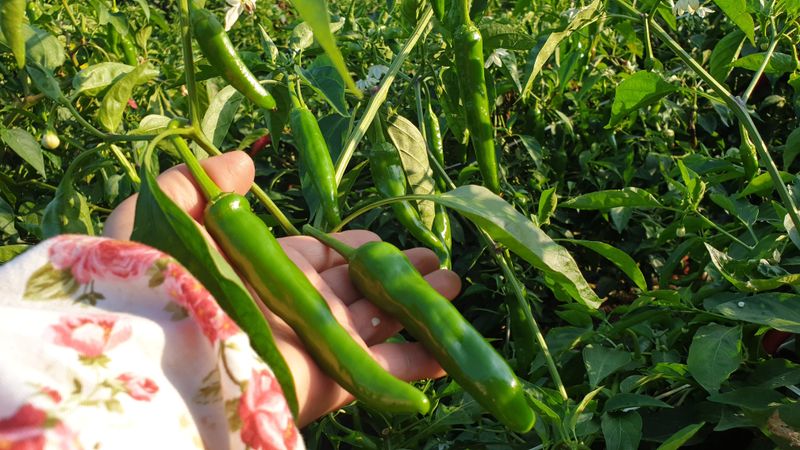 농부아내님의 장터 판매 상품 [서리 내리기 전 풋고추 3kg] 첨부 사진