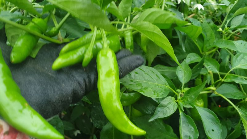 농부아내님의 장터 판매 상품 [서리 내리기 전 풋고추 3kg] 첨부 사진