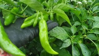 농부아내님의 작성글 사진