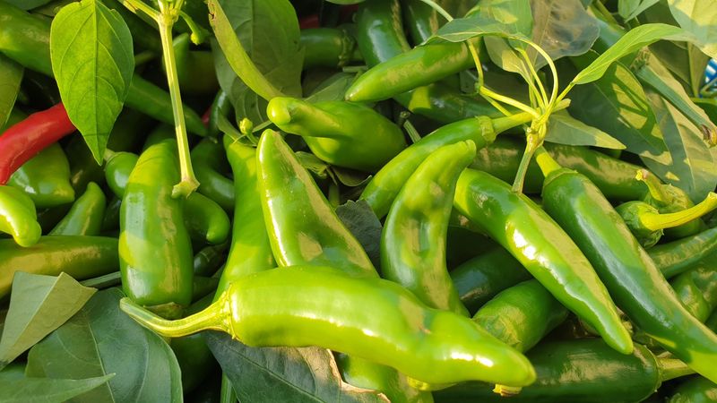 농부아내님의 장터 판매 상품 [서리 내리기 전 풋고추 3kg] 첨부 사진