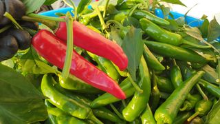 농부아내님의 작성글 사진