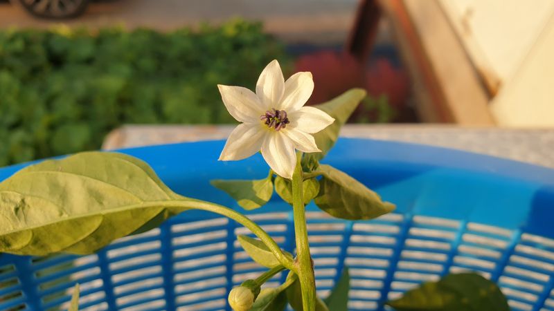 농부아내님의 장터 판매 상품 [서리 내리기 전 풋고추 3kg] 첨부 사진