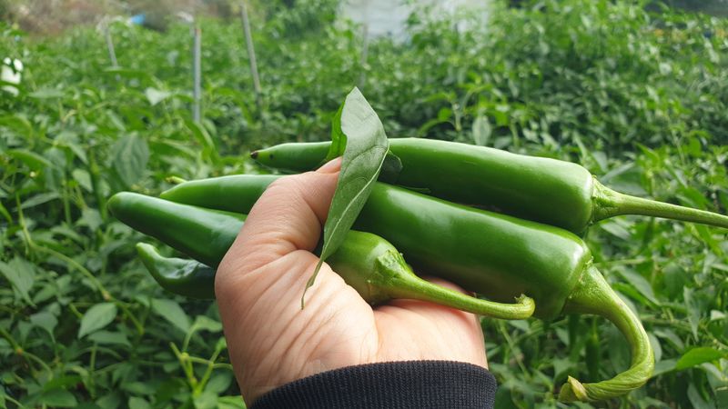 농부아내님의 장터 판매 상품 [서리 내리기 전 풋고추 3kg] 첨부 사진